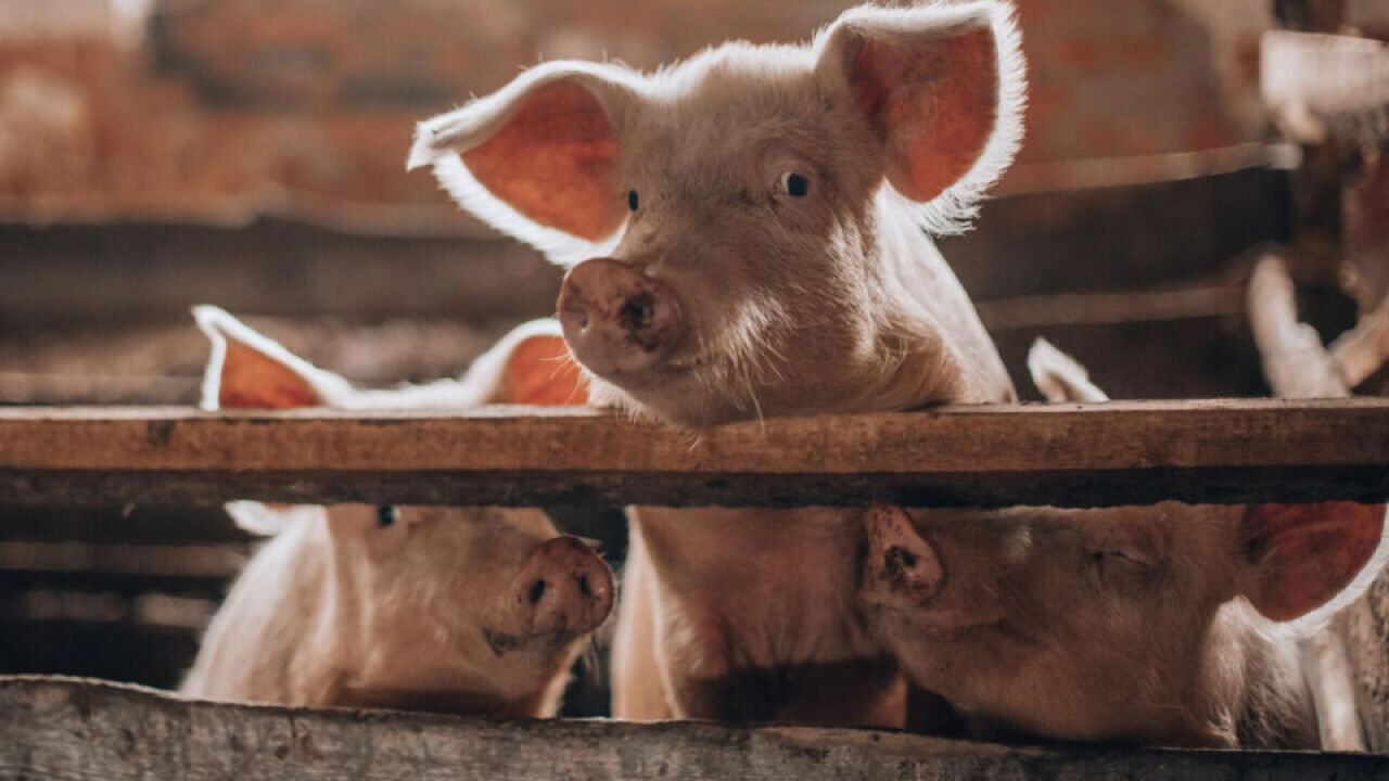 Czym jest pszczelarsko-porcine herpeswirusowe zakażenie (PPHV) i jak je kontrolować?