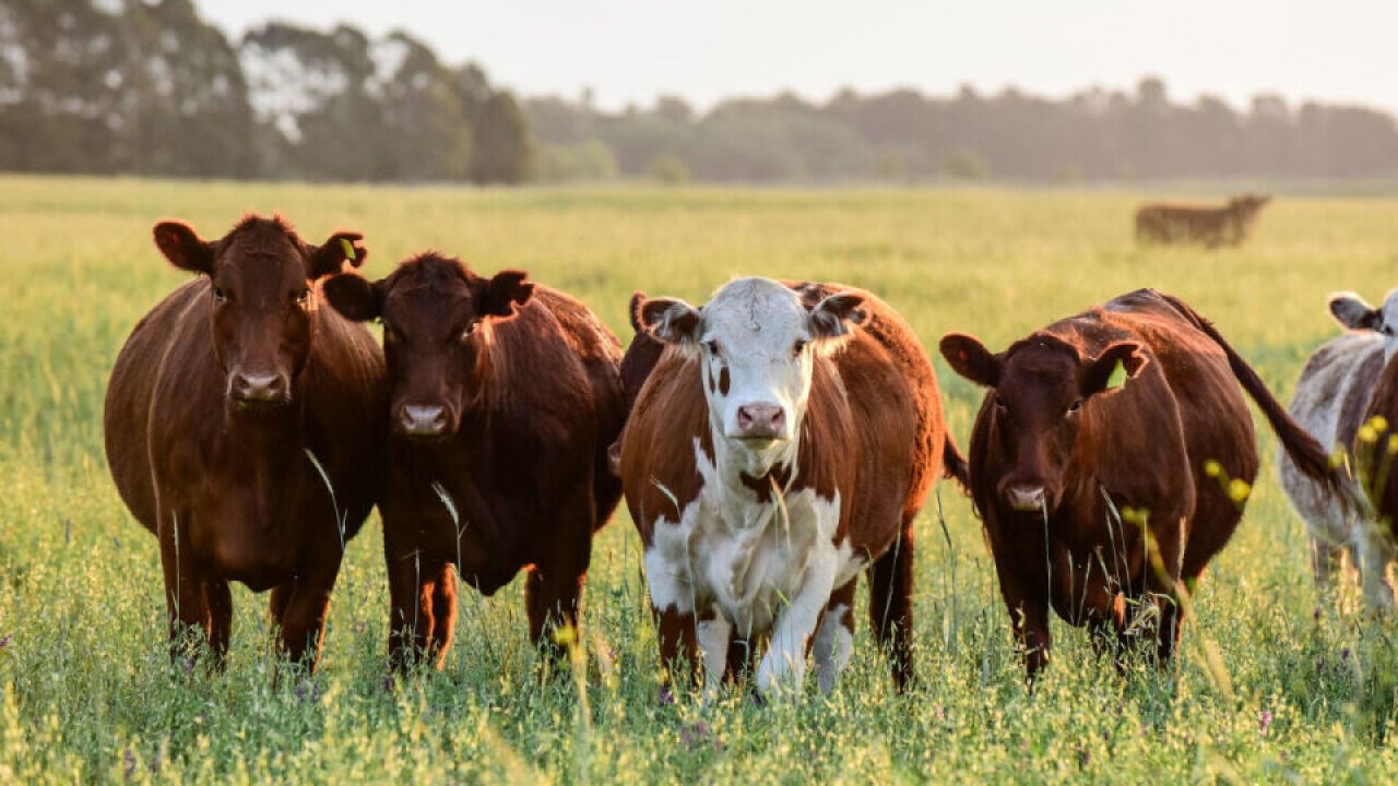 Jak rozpoznać pierwsze objawy poważnych problemów zdrowotnych u bydła?