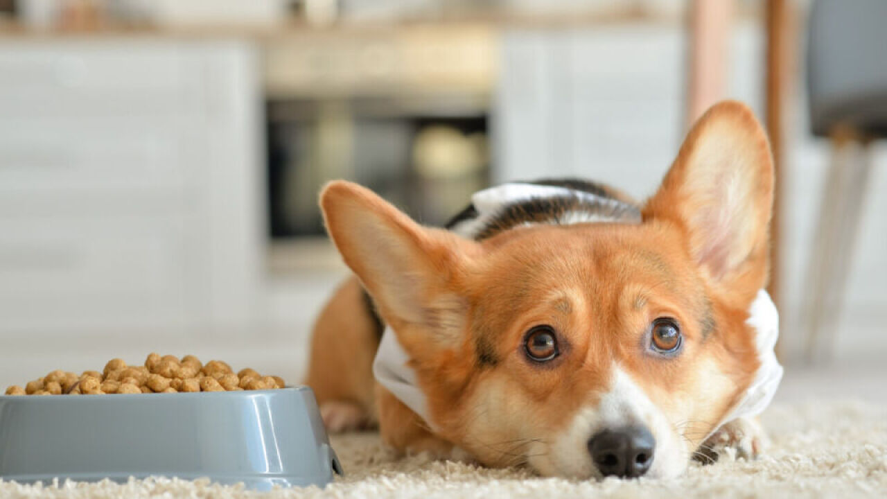 Jak pozyskać świeże produkty potrzebne do przygotowania posiłków w diecie BARF dla psa?