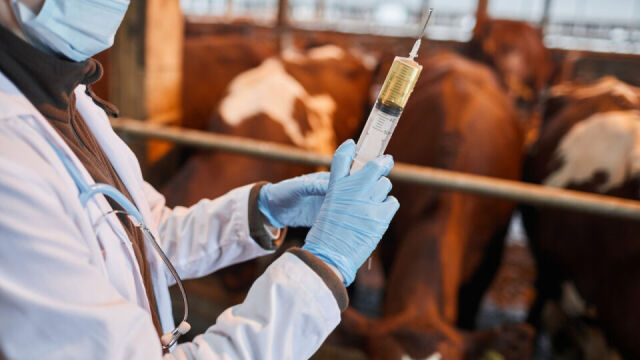 Wpływ szczepionek na zdrowie bydła: których nie można zignorować