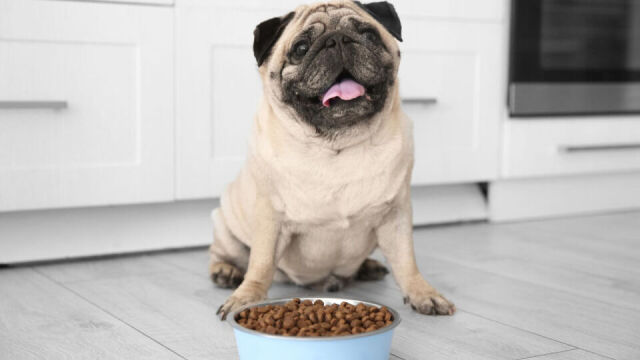 Czy dieta BARF może być odpowiednia dla psa z nietolerancjami pokarmowymi?