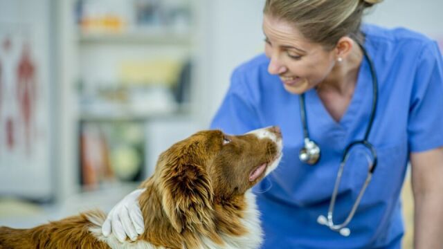 Czym różni się kastracja od sterylizacji u psów?
