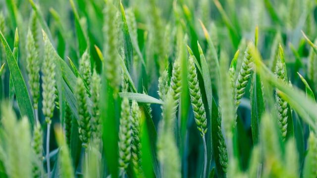 Jak wpływają czynniki atmosferyczne na plonowanie pszenicy jarej?