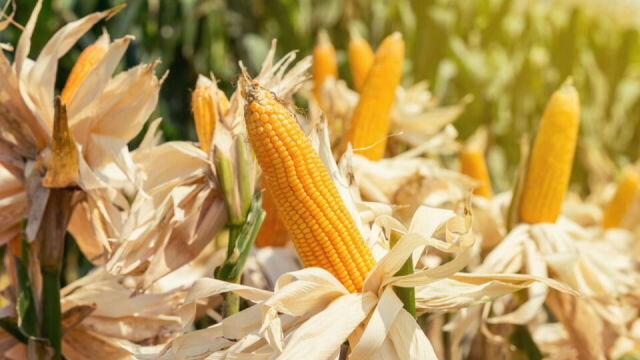 Najważniejsze wyzwania przy zbiorze, przechowywaniu i przetwarzaniu kukurydzy na ziarno