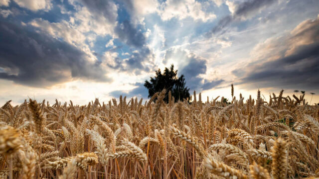Podstawowe wymagania glebowe i klimatyczne dla uprawy pszenicy jarej